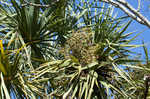 Cabbage palmetto